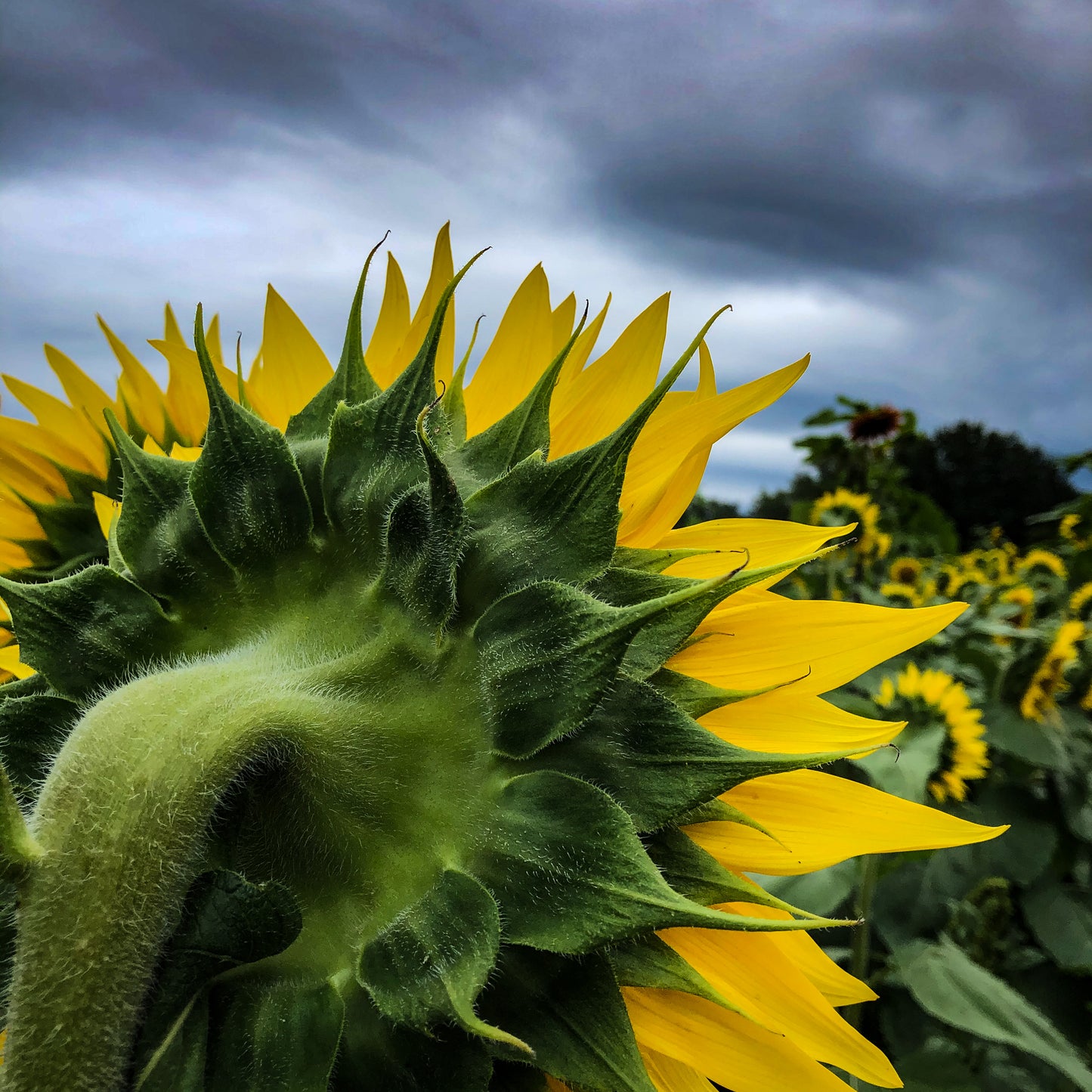 Sunflower