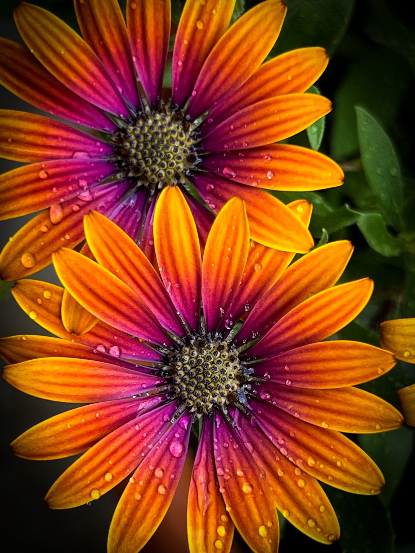 Gerber Daisy